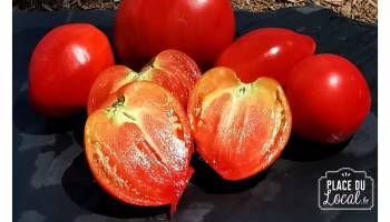 Tomates "Coeur de Boeuf Anna Russe"