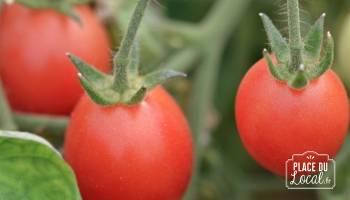 Tomates Rose de Podlaki