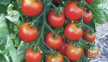 Tomates "Zuckertraube"