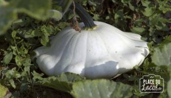 Courges "Patisson Blanc"