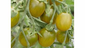 Tomates Raisin Vert