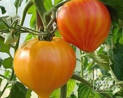 Tomates "Coeur de Boeuf Striée"