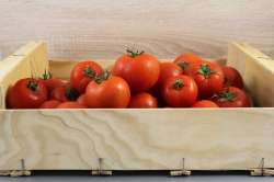 Tomates Bio pour sauce