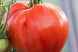 Tomates "Coeur de Boeuf German Red"