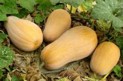 Courges "Butternut"