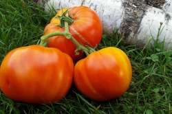 Tomates "Pamplemousse du Grand Père"