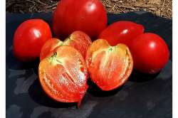 Tomates "Coeur de Boeuf Anna Russe"