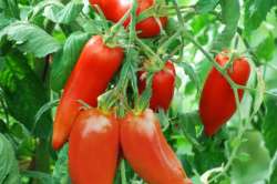 Tomates "Andine Cornu"