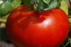 Tomates "Merveille des Marchés"