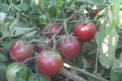 Tomate cerise - Black cherry