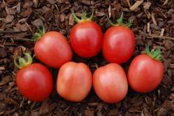 Tomates cerises "Pearly Pink"