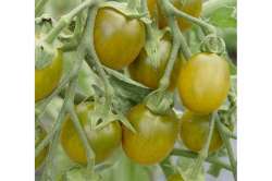 Tomates Raisin Vert