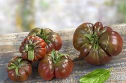 Tomates Noire de Crimée