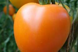 Tomates "Kaki Coing"